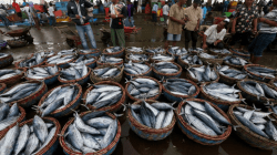 Jumlah tangkapan yang diperbolehkan (JTB) di perairan Sultra kurang lebih 542.000 ton per tahun menjadi peluang besar untuk hilirisasi investasi/Dok. Ist.