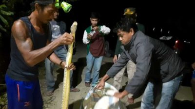 Ular Piton Panjang 3 Meter Masuk Pemukiman Warga di Kendari