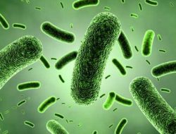 Ada Bakteri E-Coli di Air PDAM Intake Anggoeya, Komisi II DPRD Kendari Minta Pemkot Bersikap Tegas