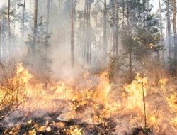 50 Hektar Lahan Terbakar di Konawe, Pemadaman Terkendala Medan