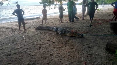 Masuk Perangkap Ikan Warga, BKSDA Sultra Evakuasi Buaya Muara Sepanjang 2,5 Meter di Konsel