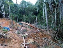 Diduga Merambah Kawasan Hutan, Aktifitas PT WBM Disorot
