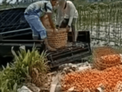 Petani Tomat Buang Hasil Panen, DPR: Pemerintah Harus Lindungi Hasil Pertanian Lokal