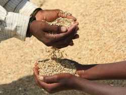 Harga Gabah Petani Dijual Murah, DPR: Bapanas Bubarkan Saja Tidak Ada Gunanya!