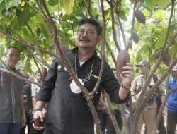 Panen di Kolaka, Mentan Tekankan Pengembangan dan Hilirisasi Kakao