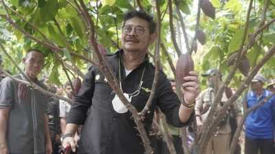 Panen di Kolaka, Mentan Tekankan Pengembangan dan Hilirisasi Kakao