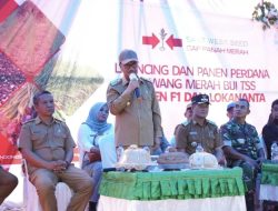 Bupati Konsel: Petani Bawang Merah Desa Jati Bali Turut Wujudkan Ketahanan Pangan