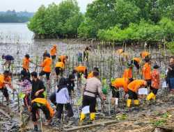Basarnas Kendari Tanam 500 Mangrove di Teluk Kendari, Gandeng Lintas Komunitas
