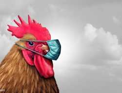 Semua Pihak Diminta Waspadai Kasus Flu Burung yang Masuk ke Asia Tenggara