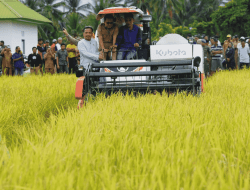 Tingkatkan Produksi Beras, Kolut Aktifkan 128,94 Hektar Lahan Cadangan