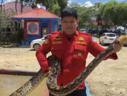 Damkar Kendari Evakuasi Ular Piton Sepanjang 6 Meter di Labibia