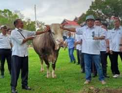 5 Daerah di Sultra dengan Populasi Sapi Potong Terbanyak