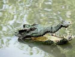 Warga Butur Tewas Diduga Diterkam Buaya, Seorang lagi dalam Pencarian