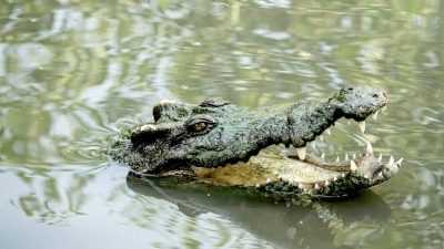 Warga Butur Tewas Diduga Diterkam Buaya, Seorang lagi dalam Pencarian