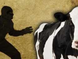 Seorang Pemuda di Buton Curi Puluhan Sapi untuk Biaya Kuliah dan Foya-foya