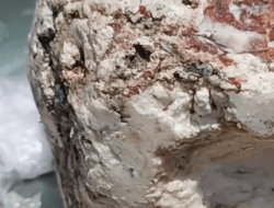 Warga Busel Temukan Muntahan Paus yang Bernilai Miliaran Rupiah