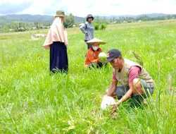 Kolaborasi Pemdes dan Gapoktan Desa Ameroro Manfaatkan 200 Hektar Lahan Persawahan