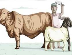 Pemprov Sultra Jamin Ketersediaan Hewan Kurban Iduladha 1445 H