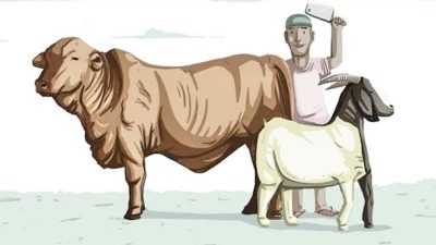 Stok Hewan Kurban untuk Iduladha di Sultra Aman, Tersedia 10 Ribu Ekor