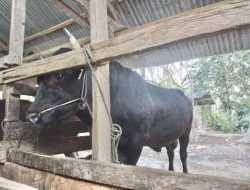 ‘Markoseng’ Sapi Kurban Idul Adha Jokowi di Sultra Berbobot 850 Kilogram