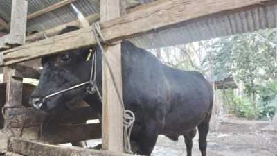 ‘Markoseng’ Sapi Kurban Idul Adha Jokowi di Sultra Berbobot 850 Kilogram