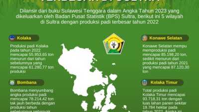 Infografis: 5 Daerah Penghasil Padi Terbesar di Sultra