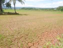 Aktivitas Tambang Diduga Rusak Ratusan Hektar Sawah di Pomalaa, Walhi Sultra Angkat Suara