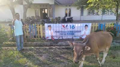 Perindo Sultra Sebar 16 Hewan Kurban di Idul Adha 2023