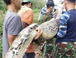 Ular Piton Sepanjang 5,5 Meter Memangsa Seekor Rusa di Mako Lanud HLO