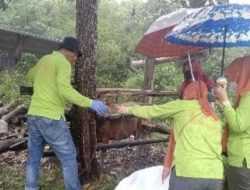 Pastikan Hewan Kurban Aman Dikonsumsi, Distan Kendari Siapkan Tim Dokter