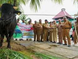 Pemkab Buton Terima Sapi Kurban Presiden Jokowi