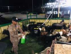Puluhan Kambing Asal NTT Ditolak Masuk Sultra