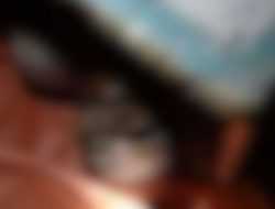 Identitas Mayat Tak Utuh di Perairan Lambiku Muna Terungkap