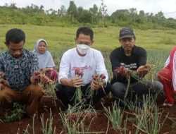 Kelompok Tani Bawang Ditagih Akibat Temuan BPK, Begini Penjelasan Distan Wakatobi