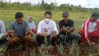 Kelompok Tani Bawang Ditagih Akibat Temuan BPK, Begini Penjelasan Distan Wakatobi