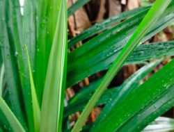 Tak Hanya Bikin Harum Masakan, Berikut Manfaat Daun Pandan