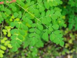 Simak Beragam Manfaat Daun Kelor bagi Kesehatan