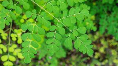 Simak Beragam Manfaat Daun Kelor bagi Kesehatan