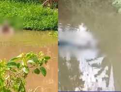 Warga Koltim Jadi Korban Terkaman Buaya saat Jaring Ikan, Begini Kronologinya