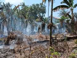 BPBD Kendari Catat 59 Kasus Kebakaran Lahan Selama Musim Kemarau