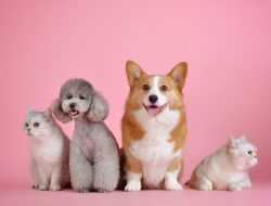 Bisa Hilangkan Stres, Ini Sederet Manfaat Positif Memiliki Hewan Peliharaan