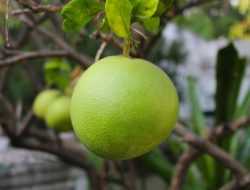 Ketahui Sederet Manfaat Jeruk Bali untuk Kesehatan