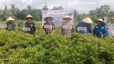 Hadiri Panen Cabai di Tampabulu, Pj Bupati Bombana: Inflasi Stabil Harus Kita Pertahankan