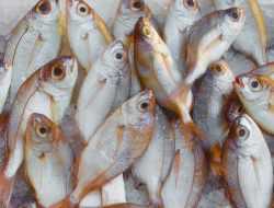 Mudah dan Ampuh, Ini Cara Menghilangkan Bau Amis pada Ikan