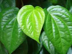 Menggali Manfaat Luar Biasa Daun Sirih untuk Tubuh yang Jarang Diketahui