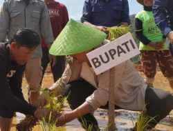 Padi Sawah Ditanam Perdana di Tongauna Koltim, Wujudkan Harapan Warga Transmigrasi