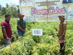 Bangkitkan Semangat Pertanian Guna Menakan Inflasi, Bupati Konsel Panen Cabai di Andoolo