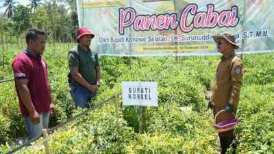 Bangkitkan Semangat Pertanian Guna Menakan Inflasi, Bupati Konsel Panen Cabai di Andoolo