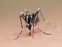 Cegah DBD, Seluruh Puskesmas di Baubau Siapkan Abate Gratis