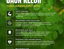 Manfaat Daun Kelor yang Jarang Diketahui